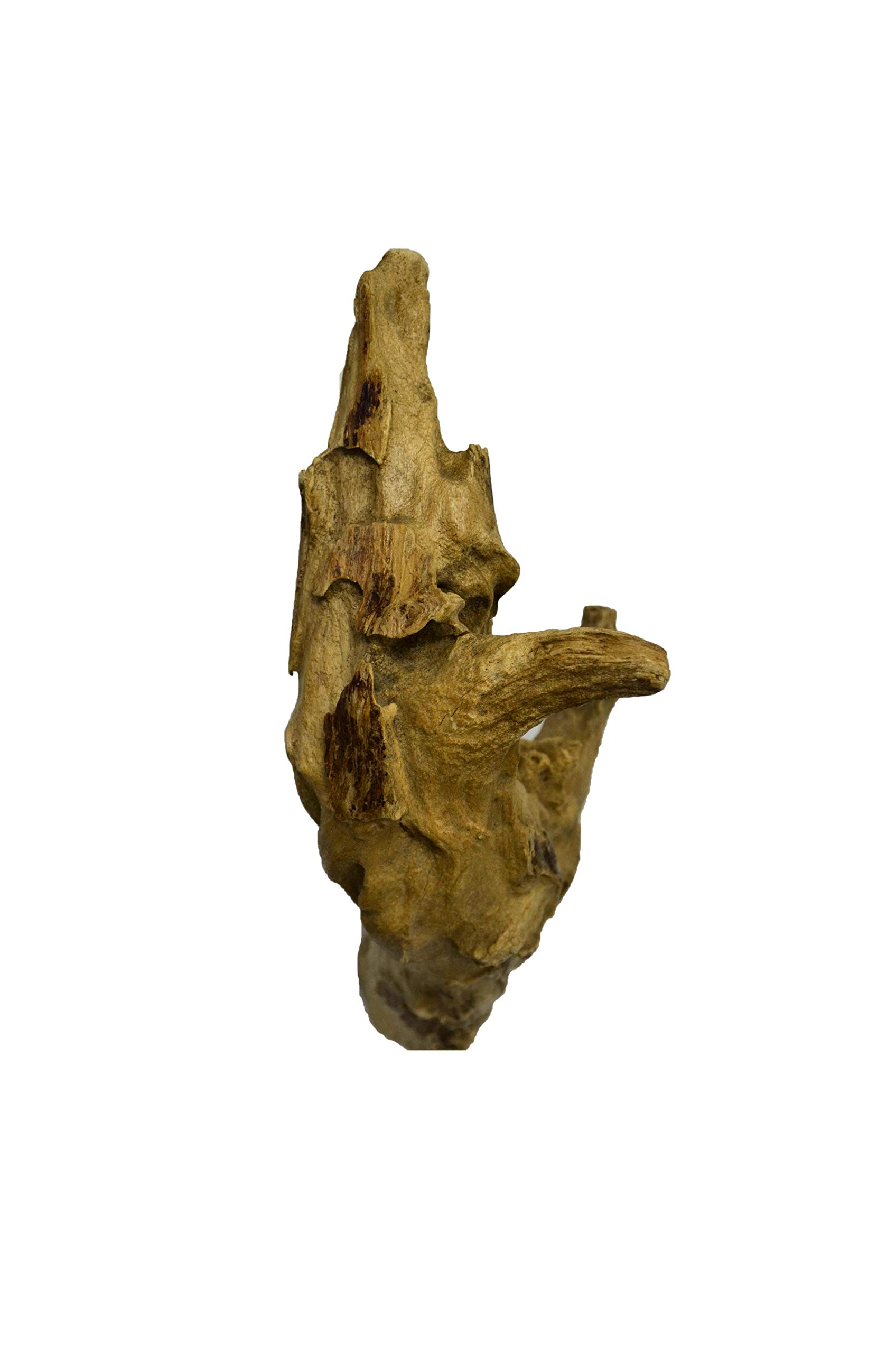 brillibrum-teakholz-wurzel-deko-skulptur-unikat-500-1000-g image 8