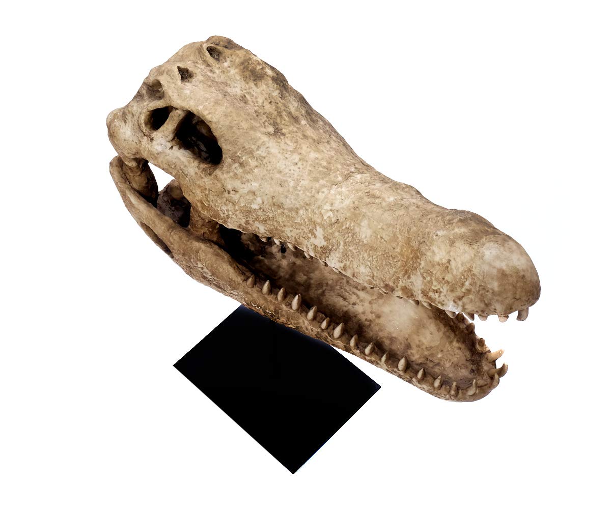 brillibrum-design-krokodil-sch-del-skulptur-gro-60-cm-mit-metallfu image 5