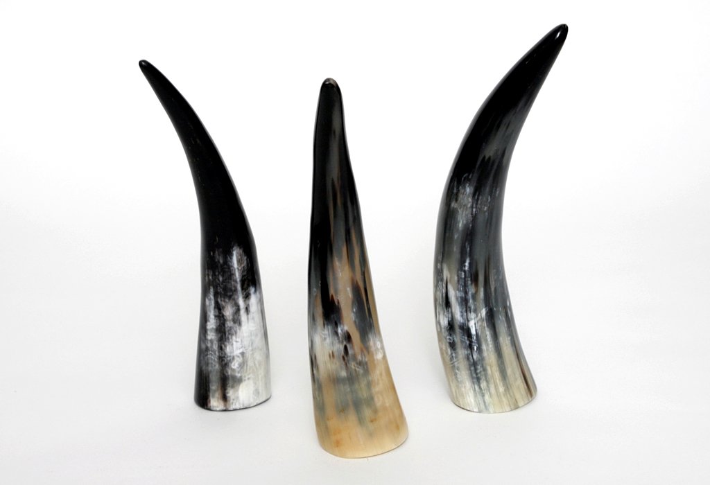 brillibrum-design-kuhhorn-20-30-cm-echtes-horn-poliert image 3