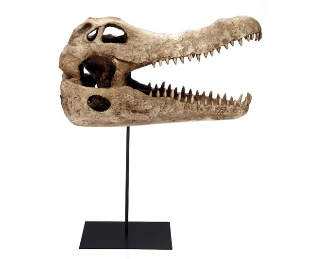 brillibrum-design-krokodil-sch-del-skulptur-gro-60-cm-mit-metallfu image 1