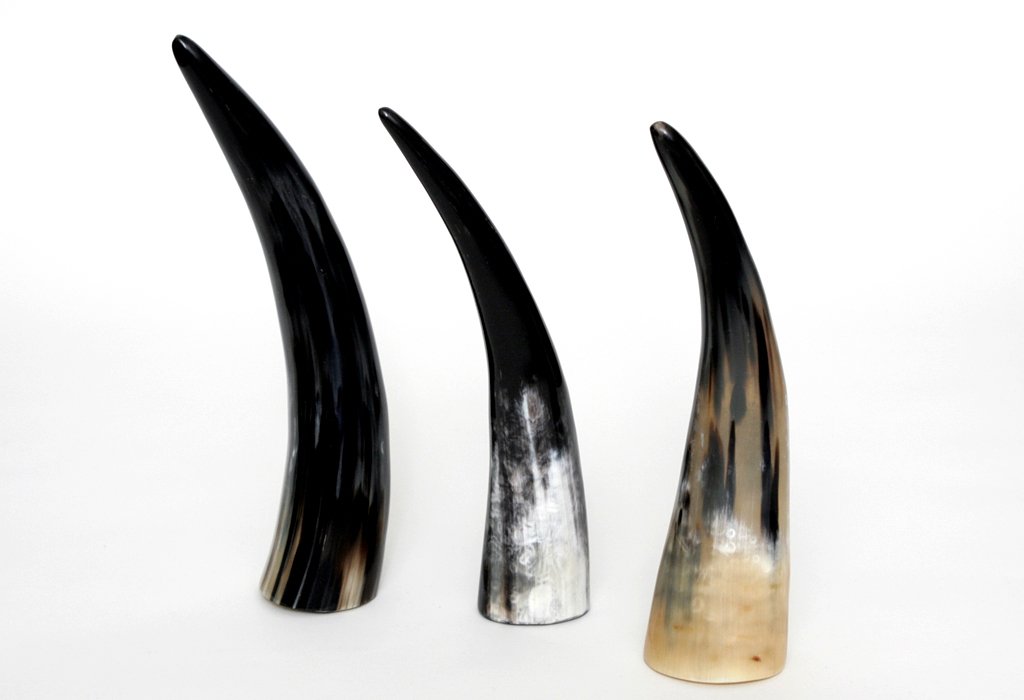 brillibrum-design-kuhhorn-20-30-cm-echtes-horn-poliert image 7