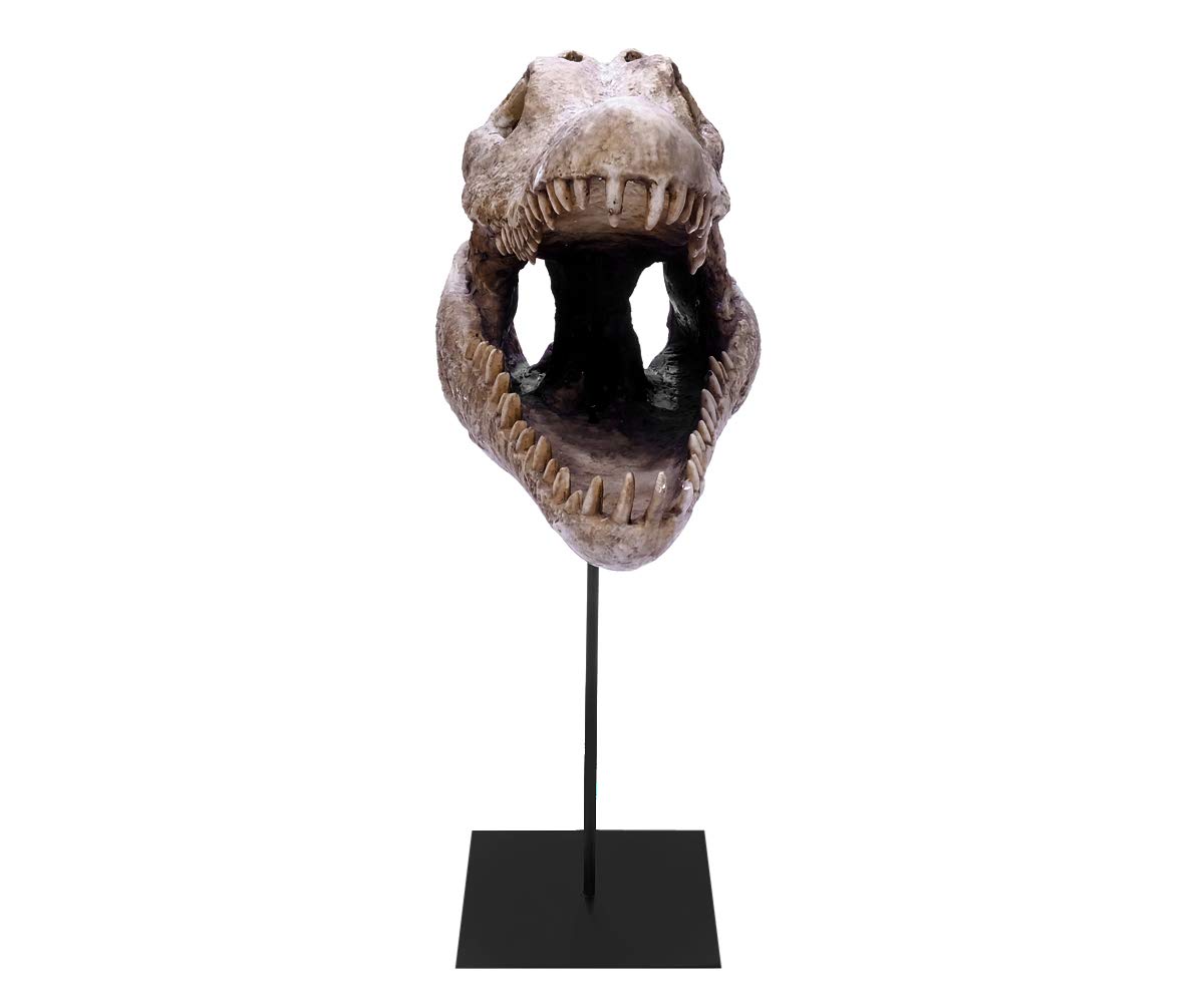 brillibrum-design-krokodil-sch-del-skulptur-gro-60-cm-mit-metallfu image 3